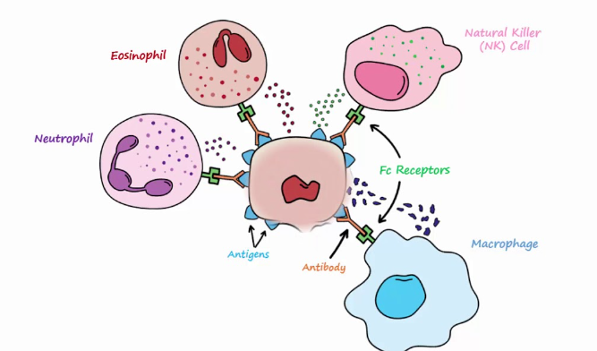 allergy type 2 mechanism