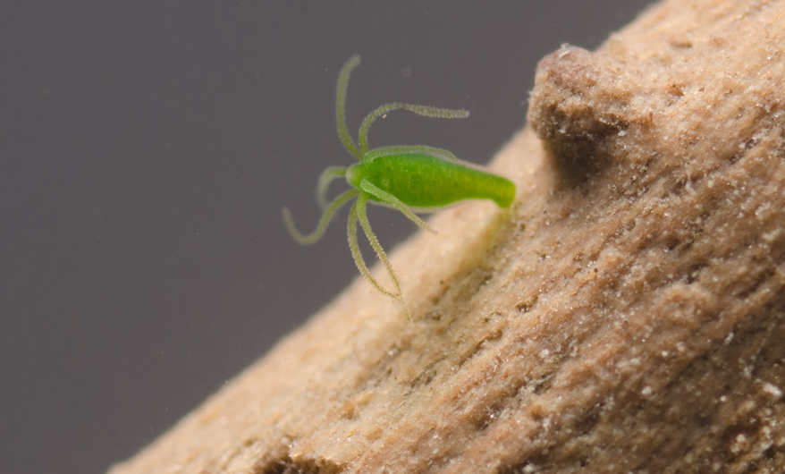 Hydra's mechanism of self-assembly is orchestrated by a few key genes shared with mammals