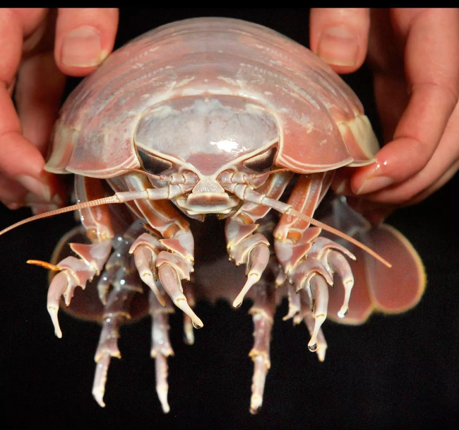 A new explanation for deep-sea gigantism