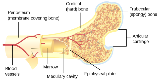 trabecular