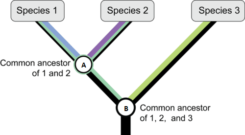 scientists notice structural similarities between fossils of a land animal and an aquatic organism. they know the similarities are not a result of the two organisms having to adapt to similar environments. what can they attribute the structural similarities to?
