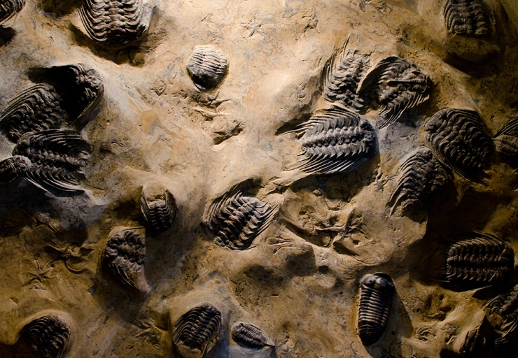 scientists notice structural similarities between fossils of a land animal and an aquatic organism. they know the similarities are not a result of the two organisms having to adapt to similar environments. what can they attribute the structural similarities to?