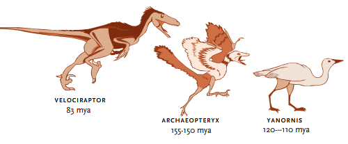 scientists notice structural similarities between fossils of a land animal and an aquatic organism. they know the similarities are not a result of the two organisms having to adapt to similar environments. what can they attribute the structural similarities to?