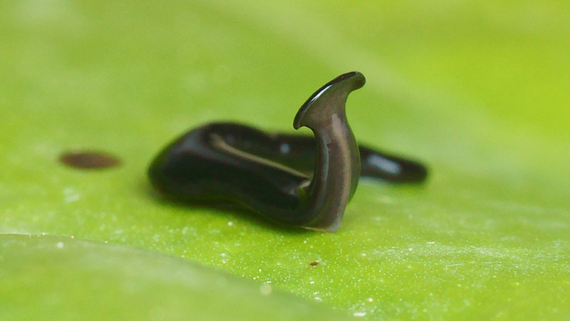 flatworm