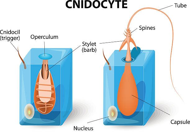 nematocyst