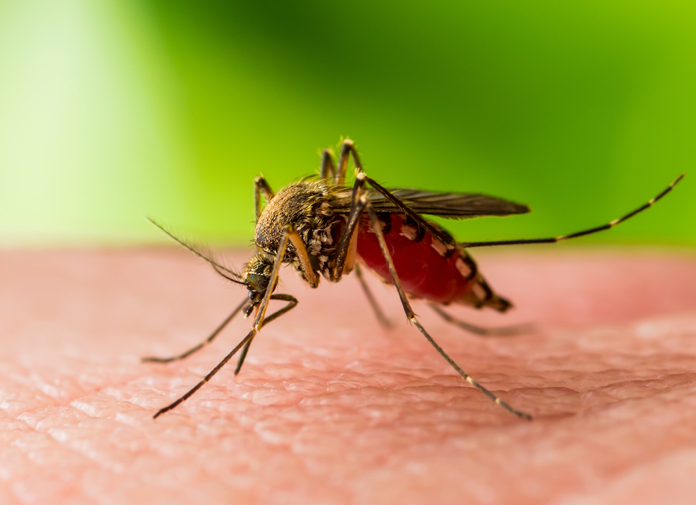 Long-term Effects of RNA Vaccines on Immune Responses to West Nile Fever in Israel